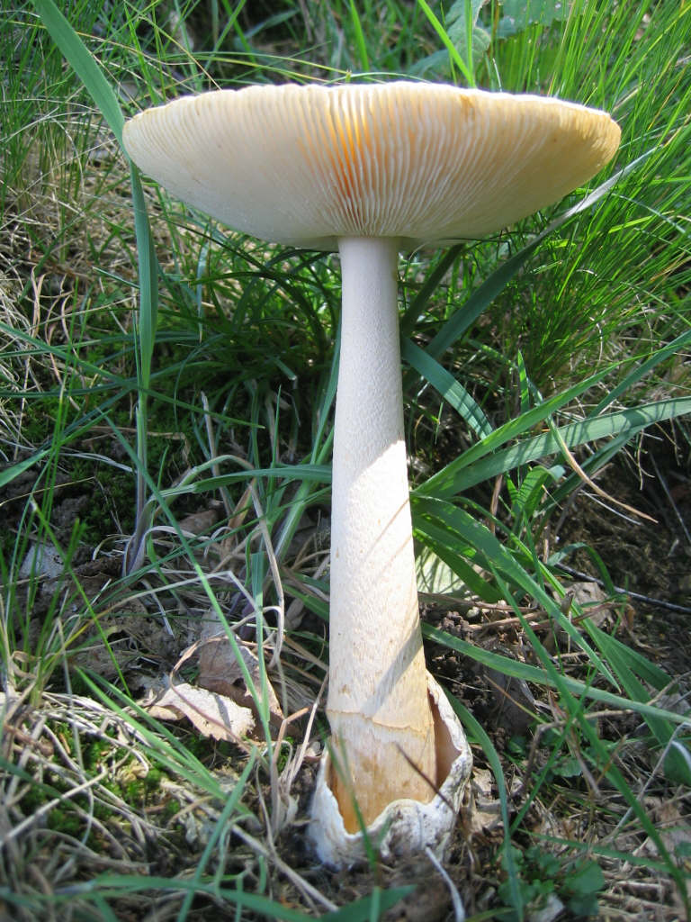 Amanita crocea, la Regina del Bosco